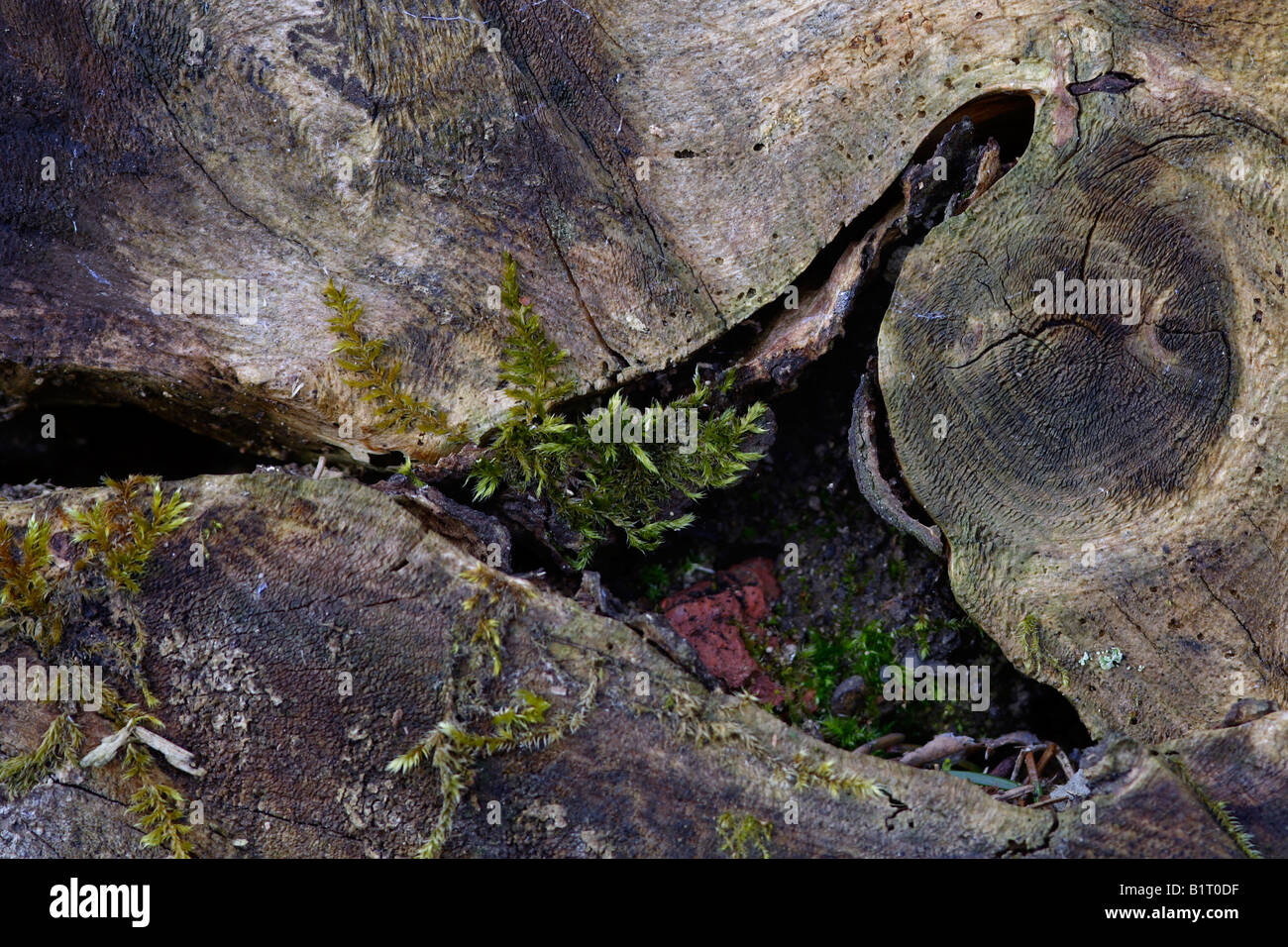 Moss growing between the structures in old wood, Lueerwald Forest Nature Reserve, Sauerland, North Rhine-Westphalia, Germany, E Stock Photo