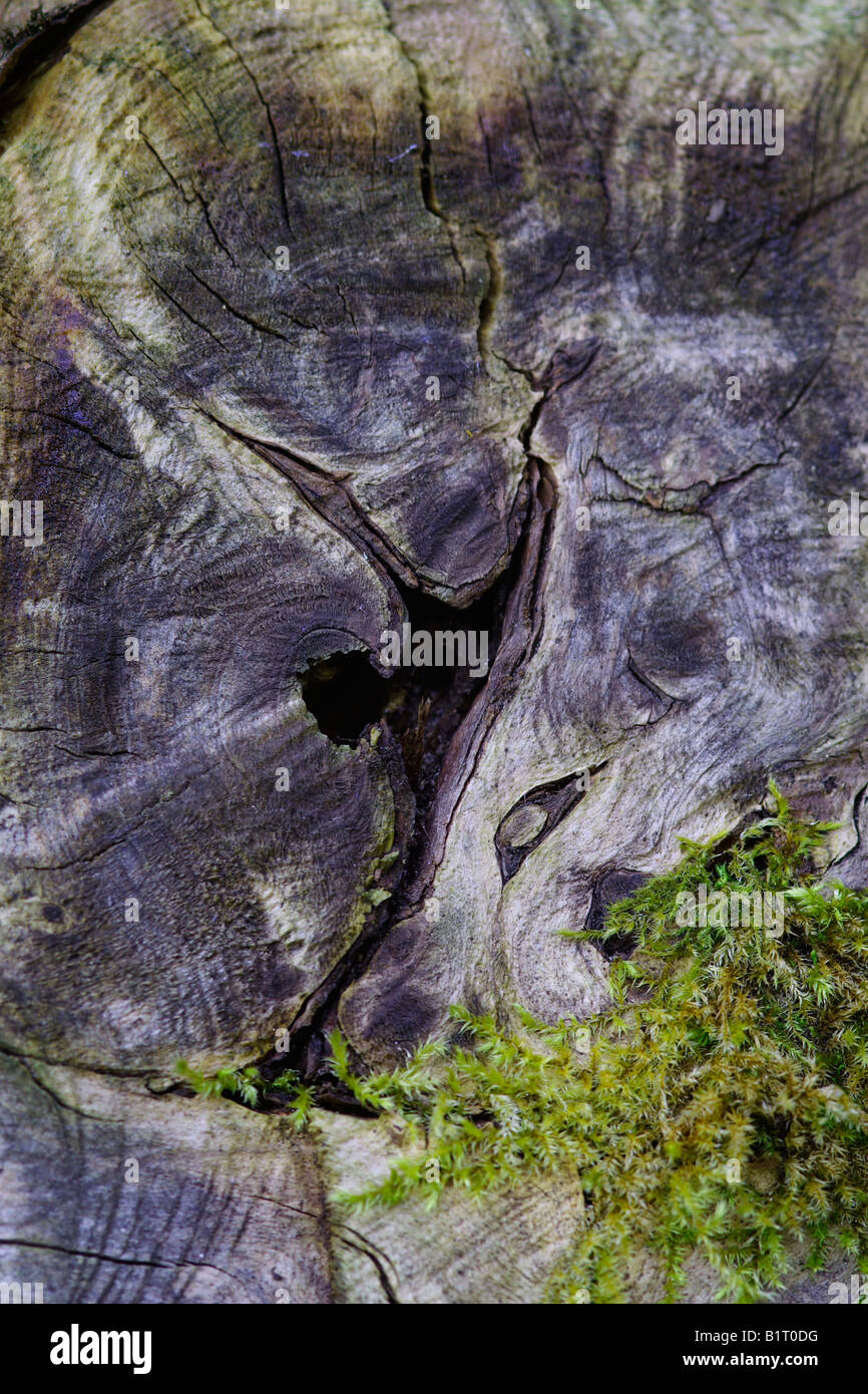 Moss growing between the structures in old wood, Lueerwald Forest Nature Reserve, Sauerland, North Rhine-Westphalia, Germany, E Stock Photo