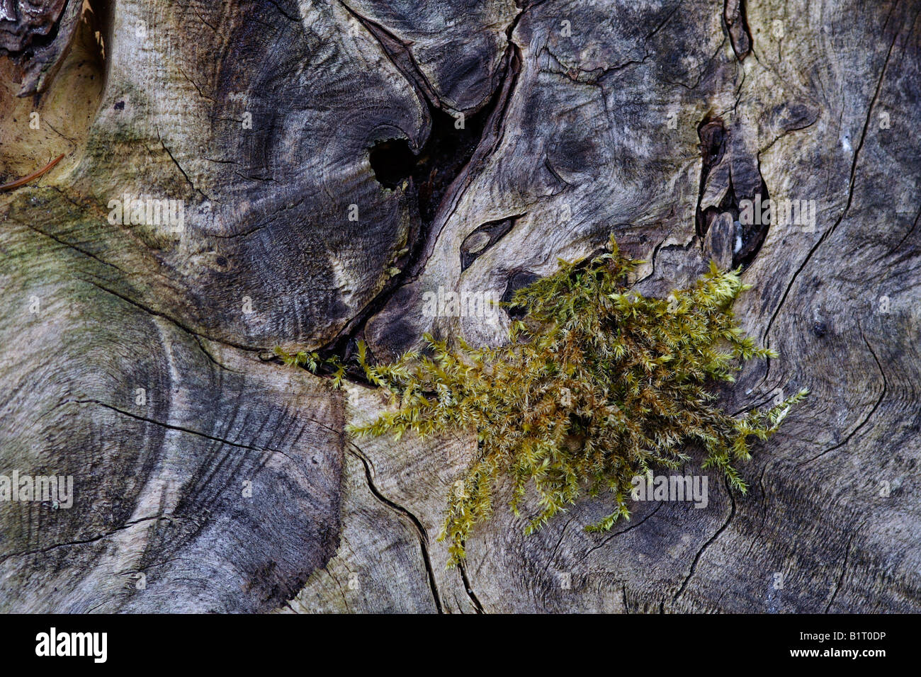 Moss growing between the structures in old wood, Lueerwald Forest Nature Reserve, Sauerland, North Rhine-Westphalia, Germany, E Stock Photo
