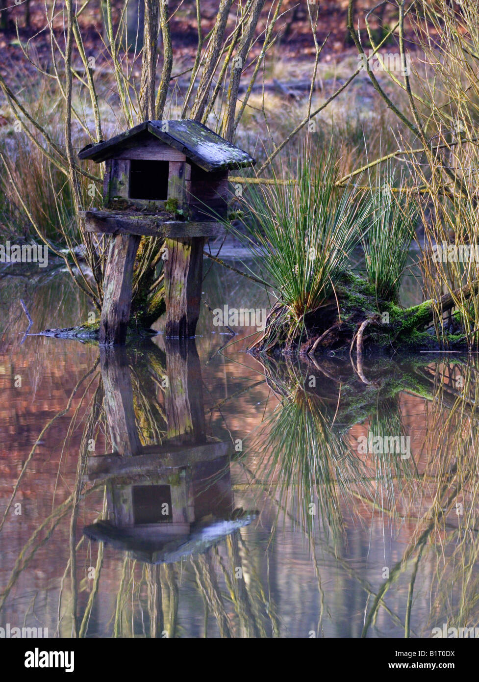 Duck house, Lueerwald Forest, Sauerland, North Rhine-Westphalia, Germany, Europe Stock Photo