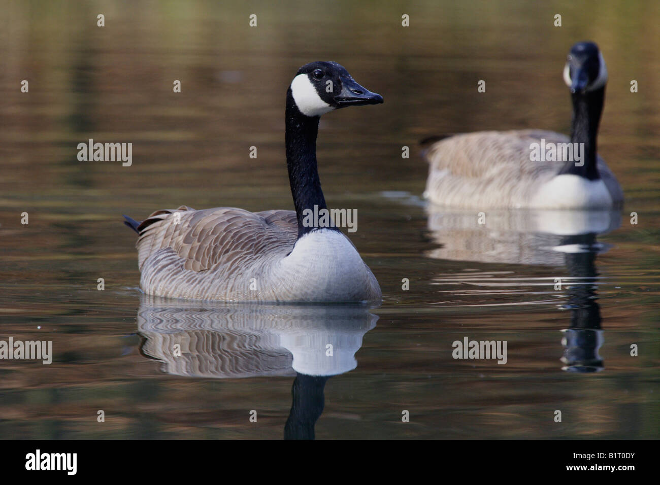 Canada Goose (Branta canadensis), Lueerwald Forest, Sauerland, North Rhine-Westphalia, Germany, Europe Stock Photo