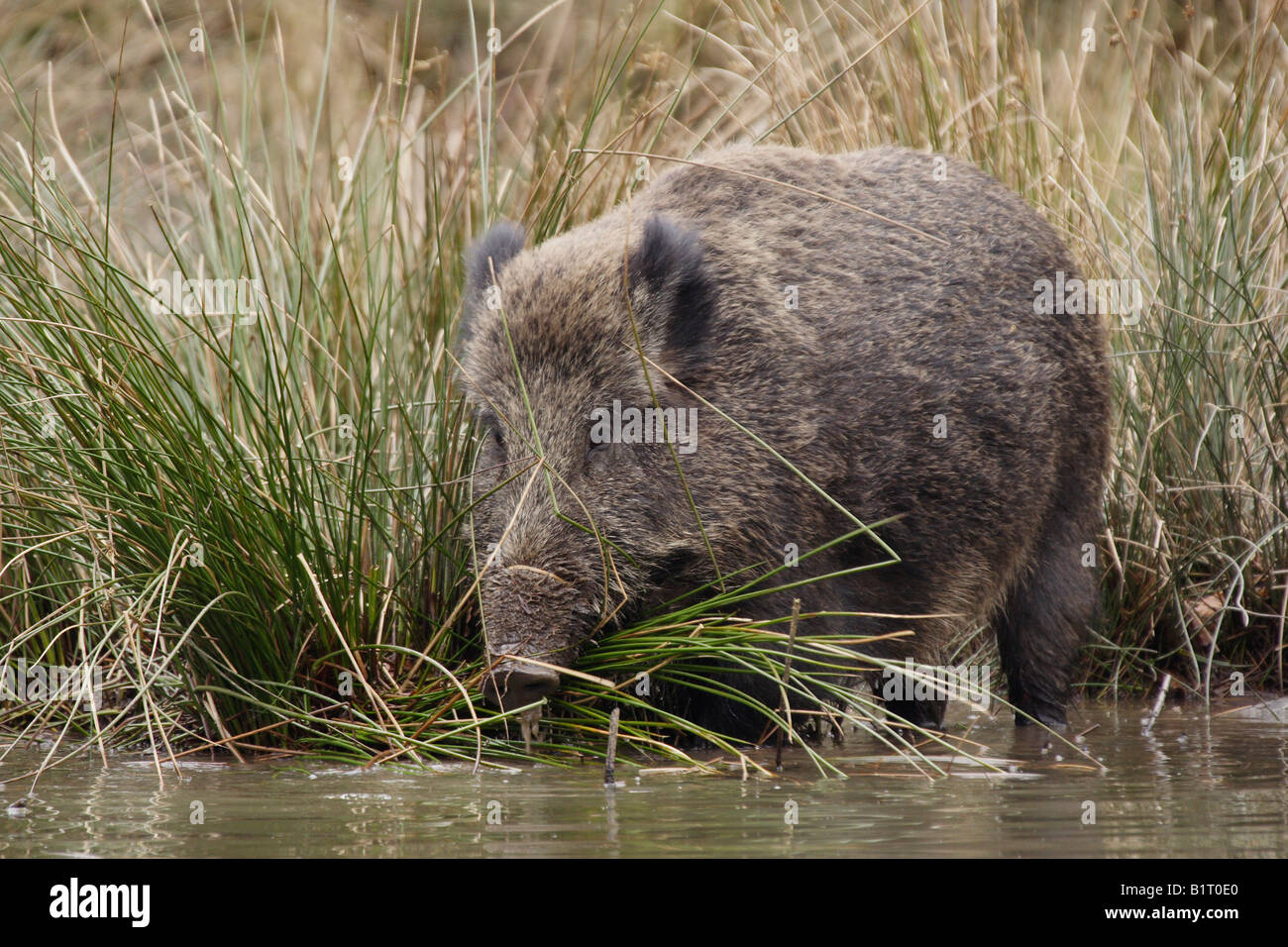 Wild Boar (Sus scrofa) amongst grass, Lueerwald Forest, Sauerland, North Rhine-Westphalia, Germany, Europe Stock Photo