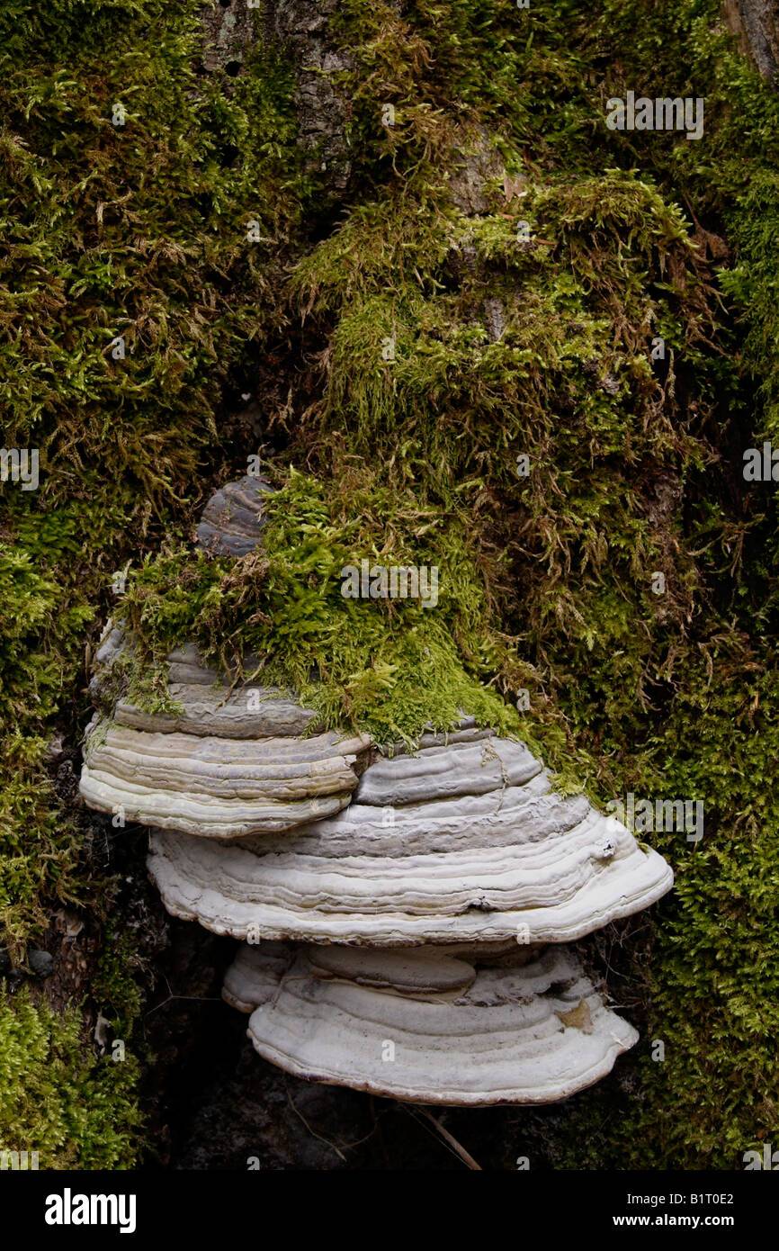 Moss and Bracket fungus or tree fungus, Lueerwald Forest, Sauerland, North Rhine-Westphalia, Germany, Europe Stock Photo