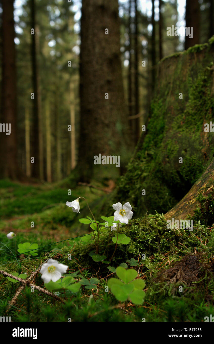 Clover blossoms in a Spruce forest, Lueerwald, Sauerland, North Rhine-Westphalia, Germany, Europe Stock Photo