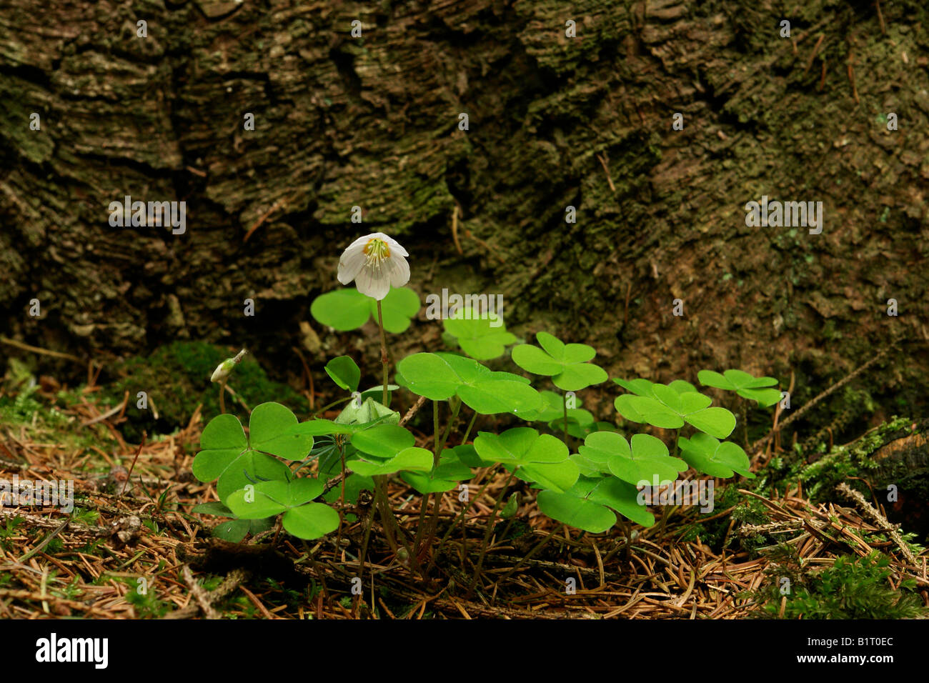 Clover growing at the base of a Spruce, Lueerwald, Sauerland, North Rhine-Westphalia, Germany, Europe Stock Photo
