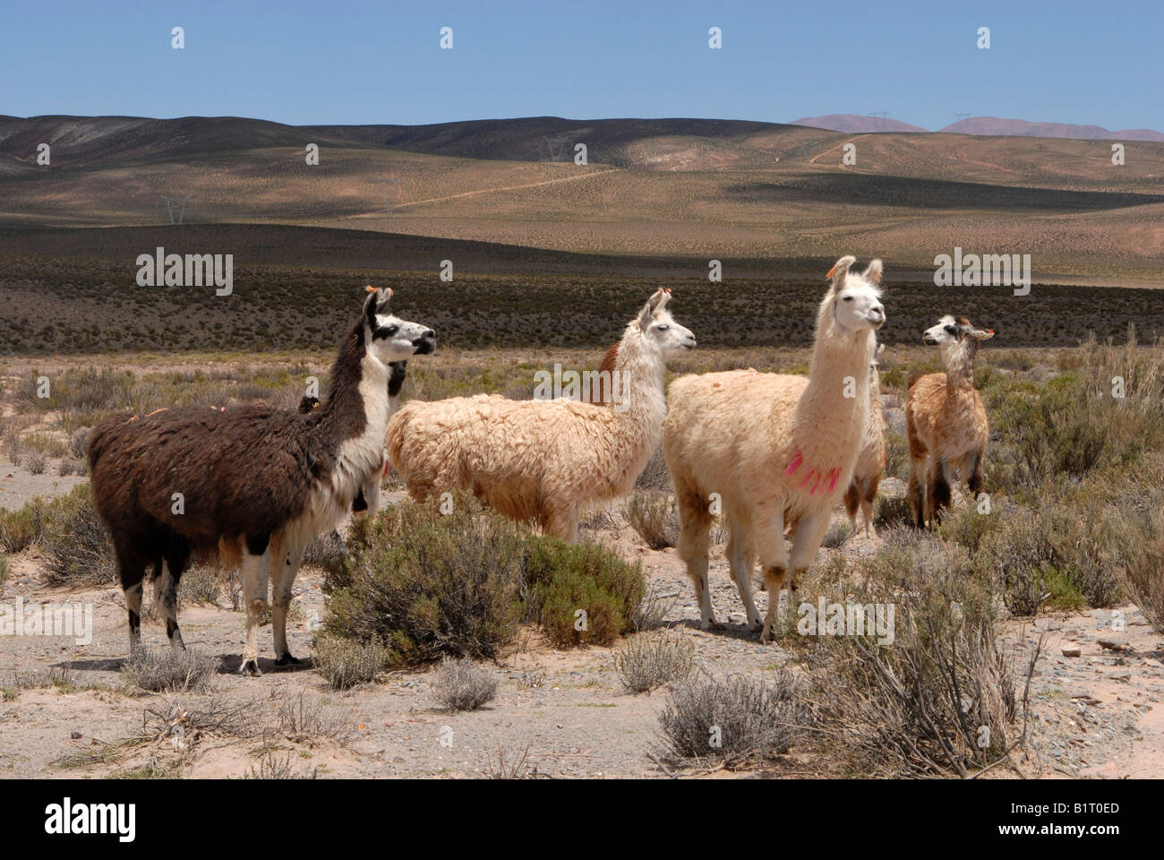 Llamas, Andean high plain, San Antonio de los Cobres, Salta Province, the Andes, Argentina, South America Stock Photo