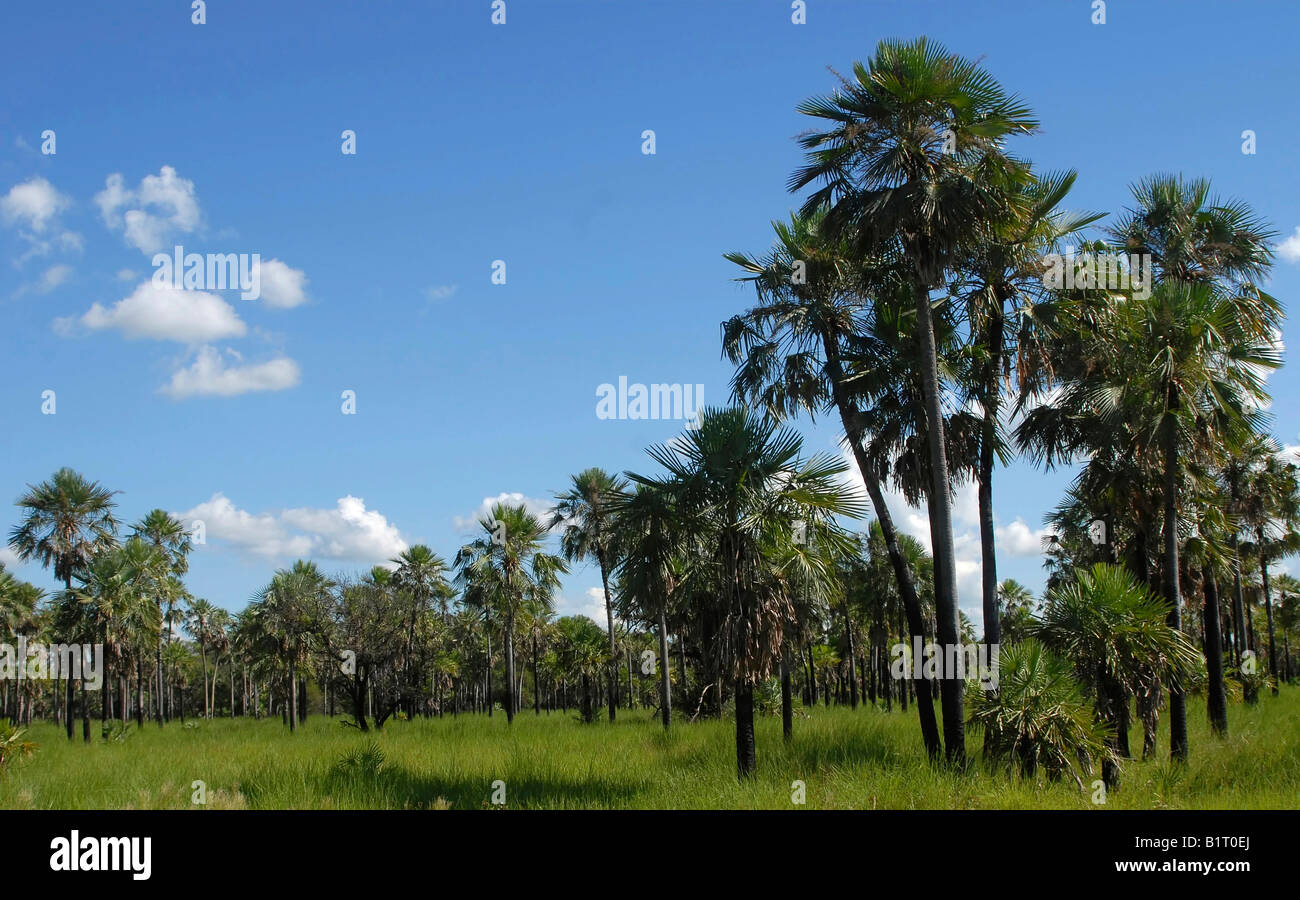 Palm savannah, conservation area, Laguna Blanca, Formosa Province, Argentina, South America Stock Photo