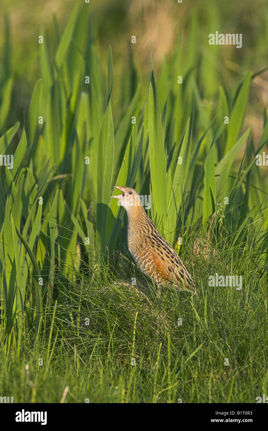 Corncrake Crex crex singing by Flag Iris on North Uist, Outer Hebrides, Scotland in May. Stock Photo