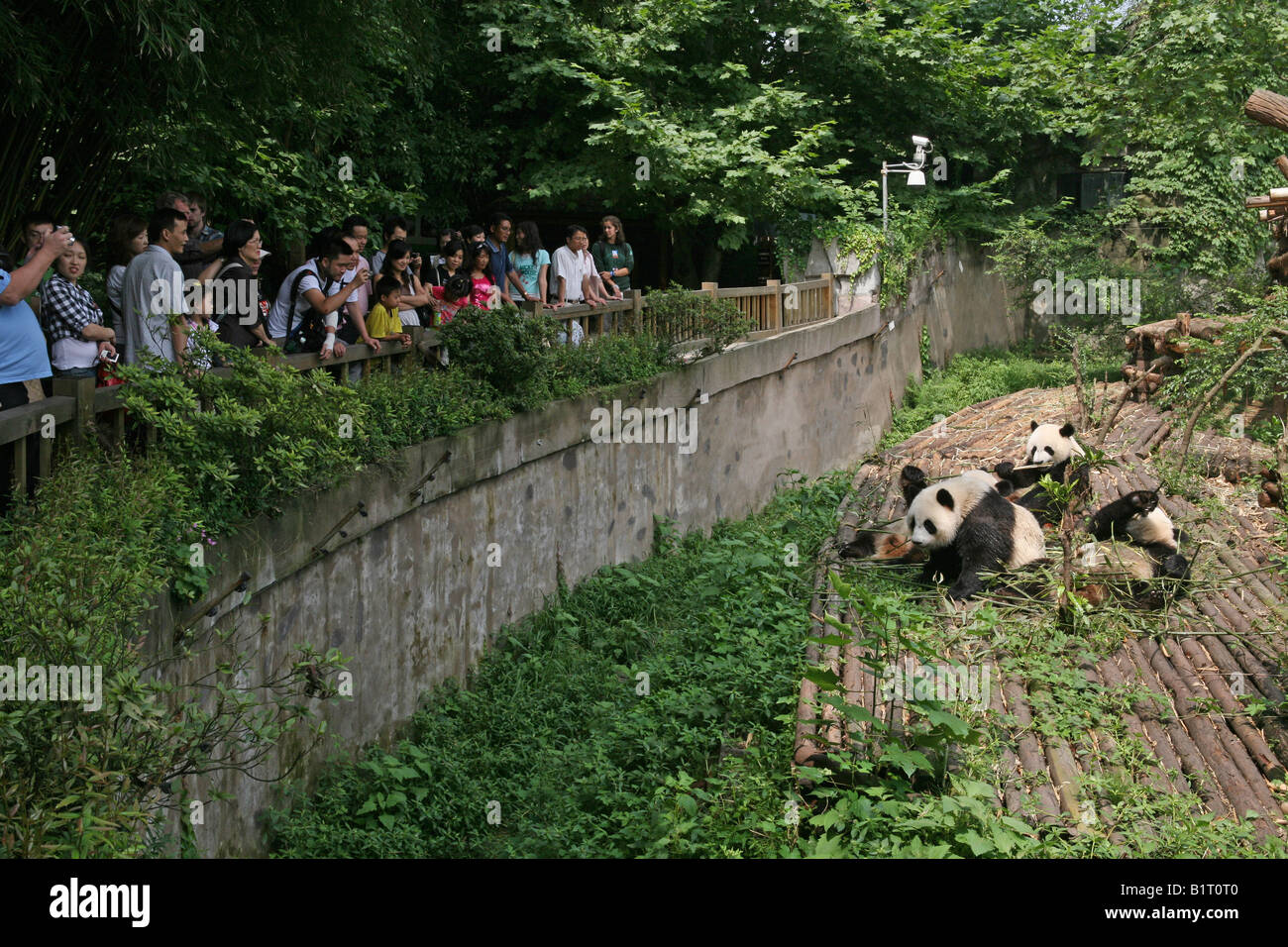 A crowd of tourists watch pandas eating bamboo at Chengdu Research Base ...