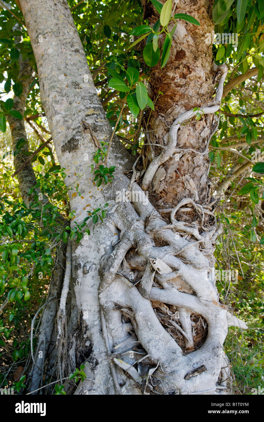 A strangler fig Ficus aurea growing on a cabbage palm Sabal palmetto Stock Photo