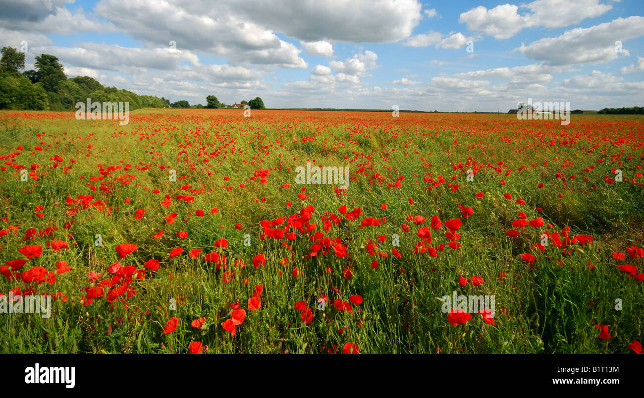 Poppy field in bloom under blue skies with white clouds Stock Photo - Alamy