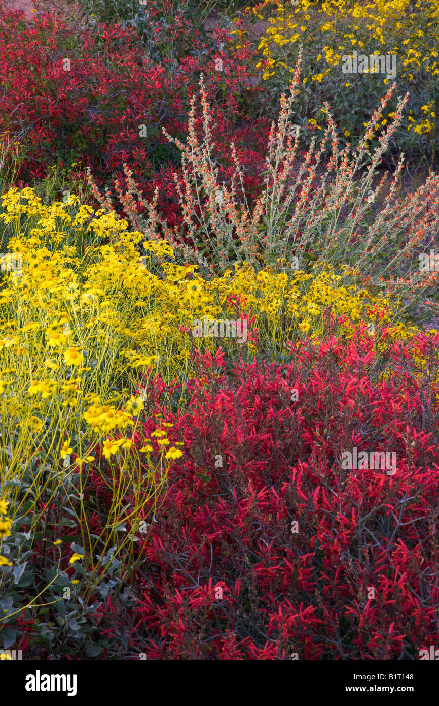 Wildflowers in Fountain Hills outside of Phoenix Arizona Stock Photo Alamy