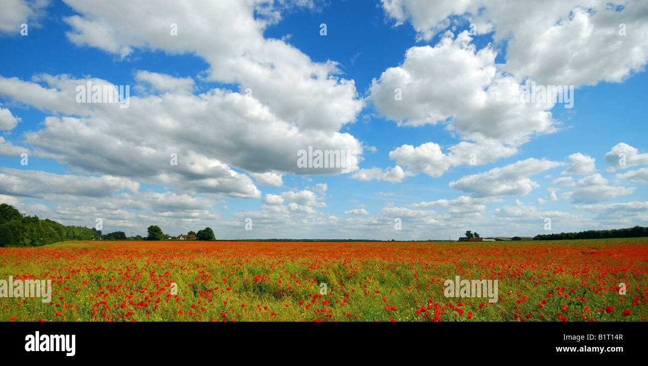 Poppy field under blue skies & white clouds in landscape Stock Photo ...
