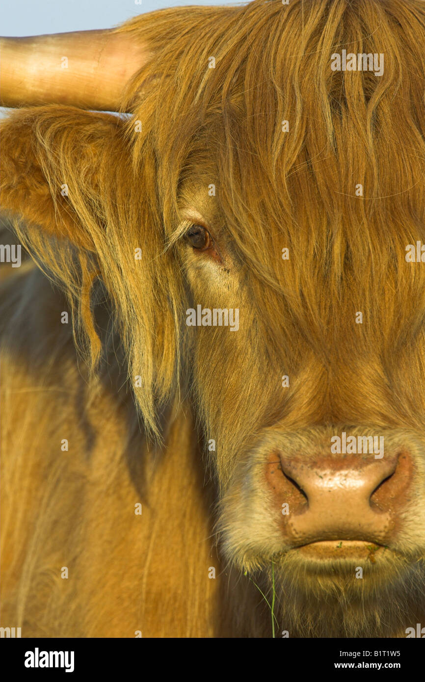 Highland Cow head portrait on South Uist, Scotland in May. Stock Photo