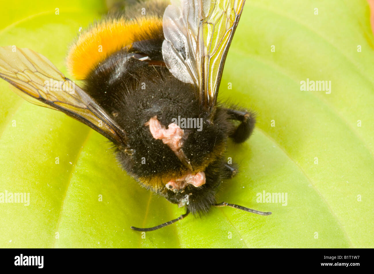 A Bumblebee killed by a Conopid fly The flies ambush the Bees on their food plants Stock Photo