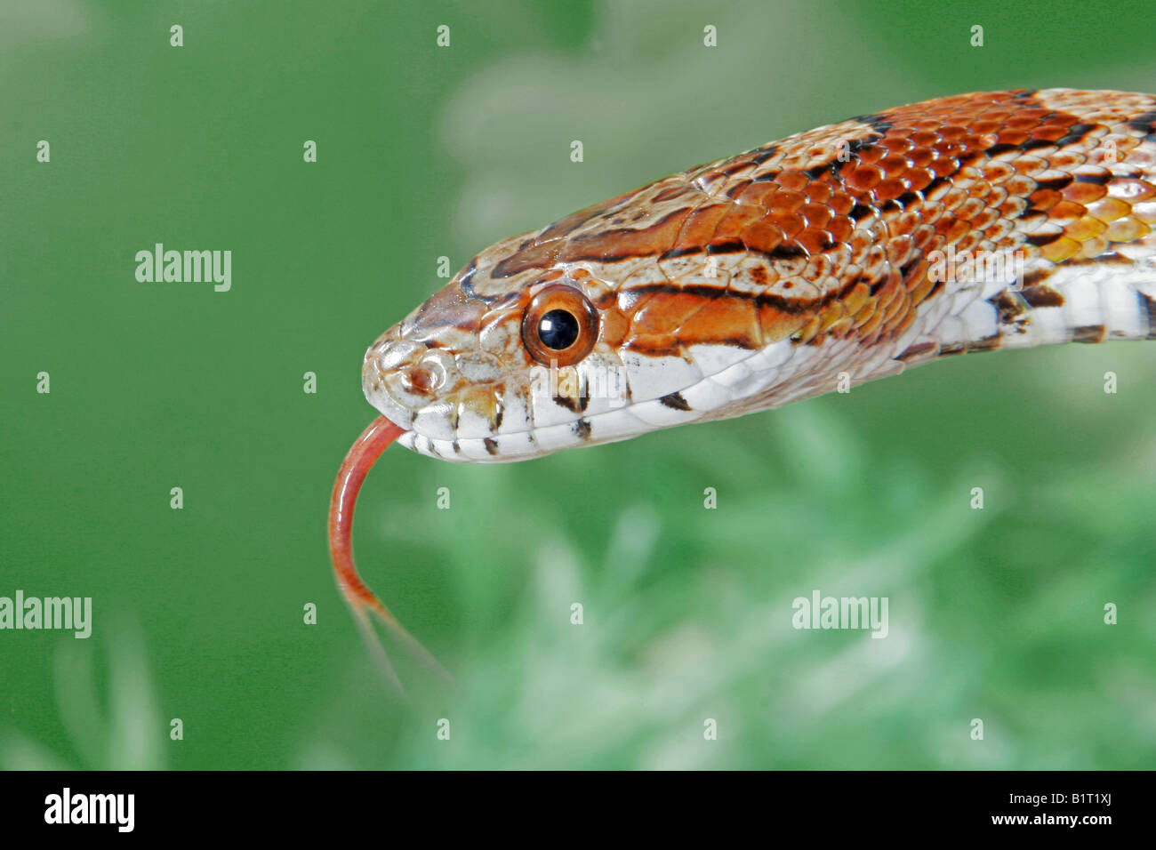 corn snake portrait / Pantherophis guttatus Stock Photo Alamy