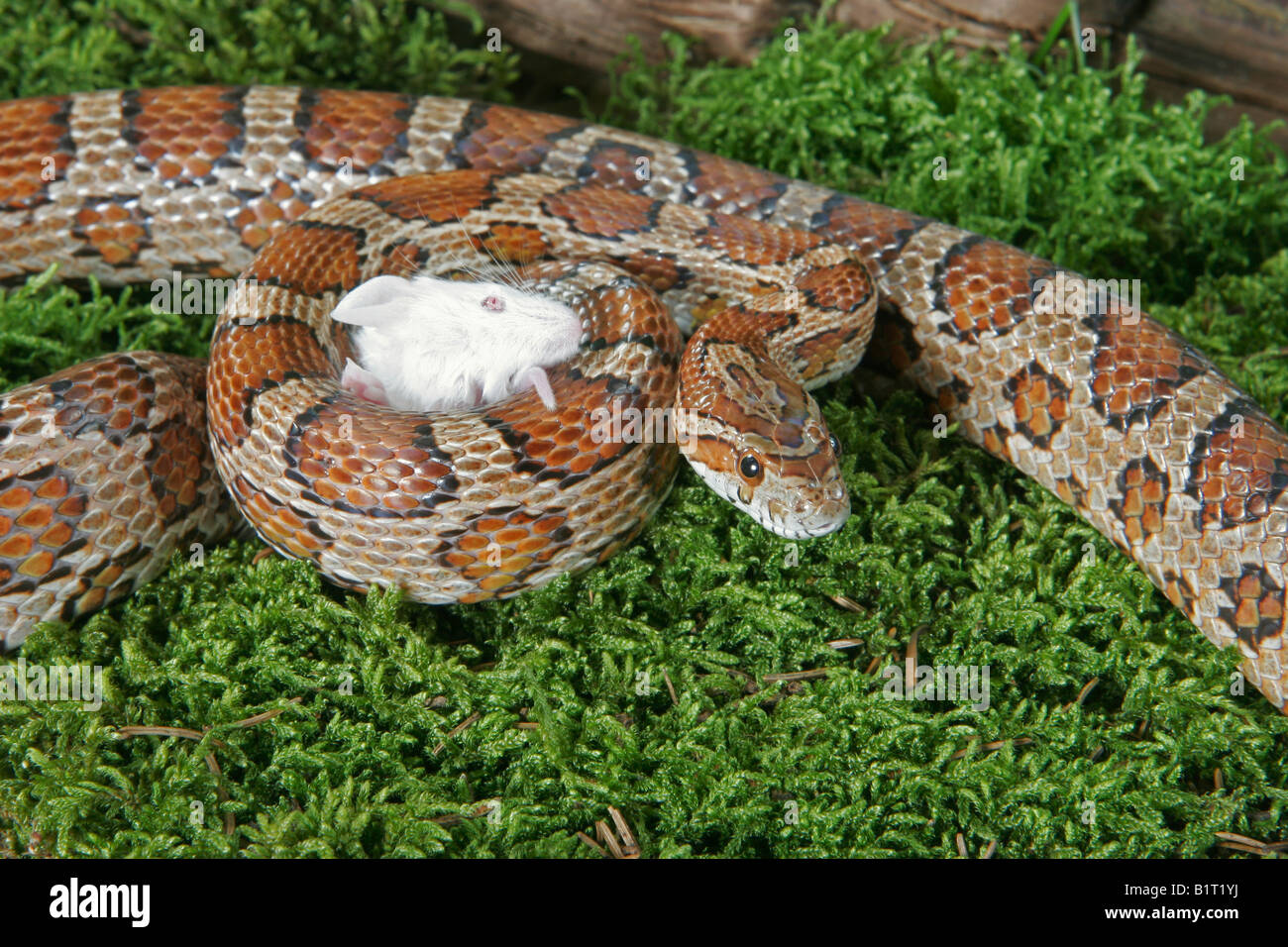 corn snake munching mouse Stock Photo Alamy