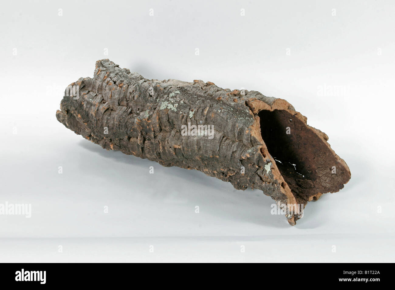 root for a terrarium Stock Photo Alamy