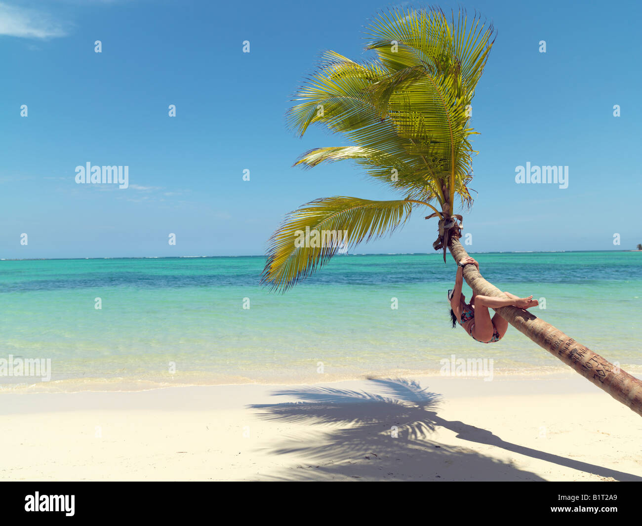 Dominican Republic Punta Cana Bavaro Beach palm tree on white sandy beach facing the sea with young woman climbing tree Stock Photo