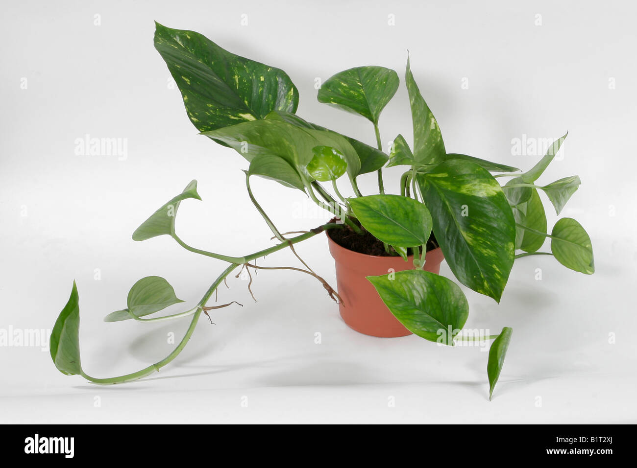 Satin Pothos (Scindapsus Hybr.), potted plant, studio picture against a  white background. Suitable for an terrarium Stock Photo - Alamy