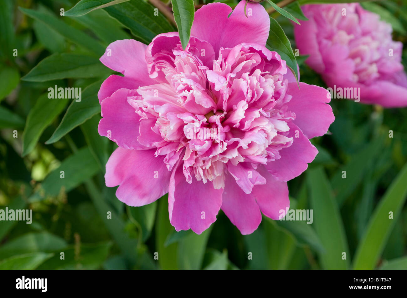 giant white and pink Common Peony Stock Photo