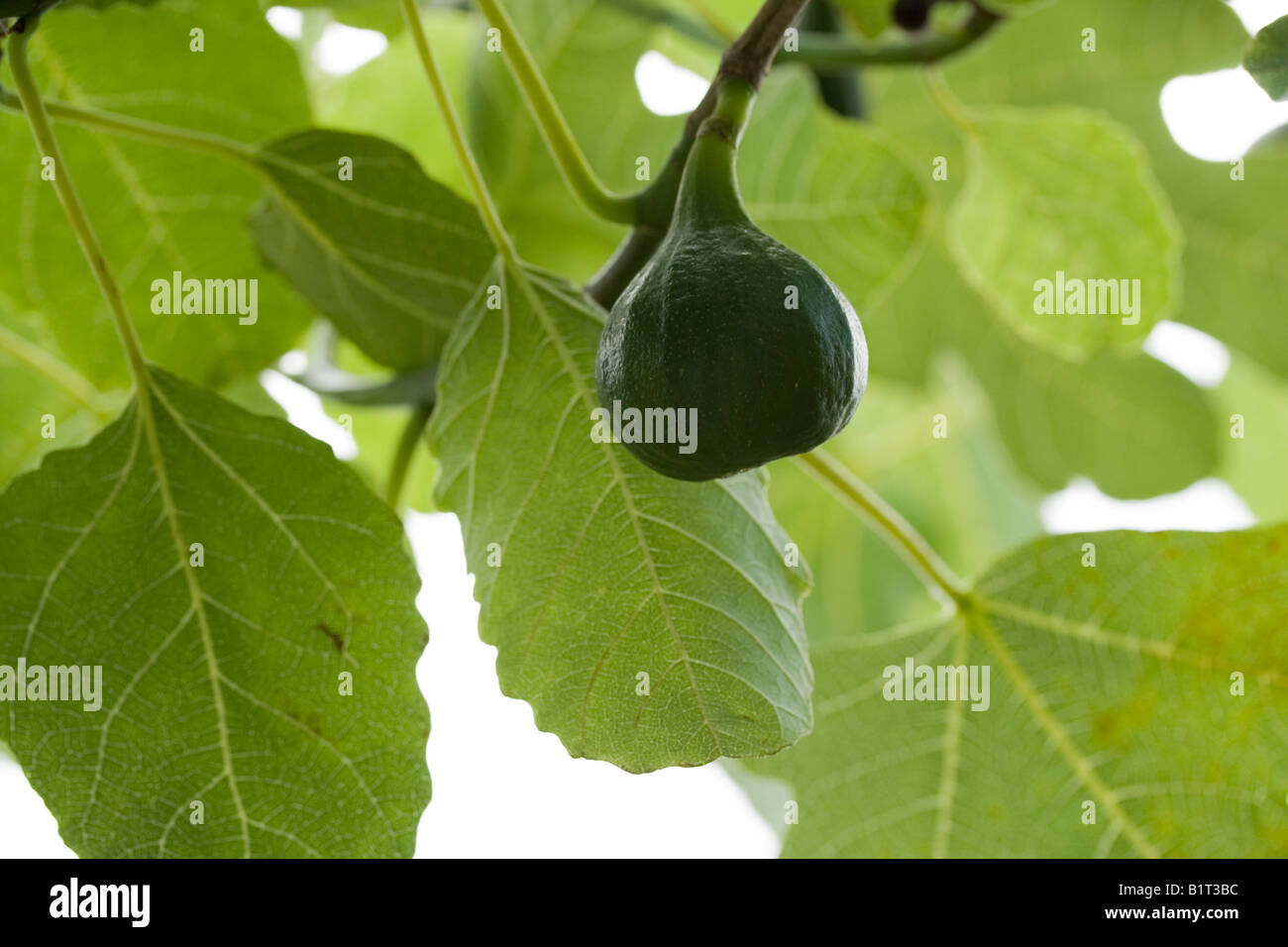 Single green fig ripening on fig tree branch close-up Stock Photo