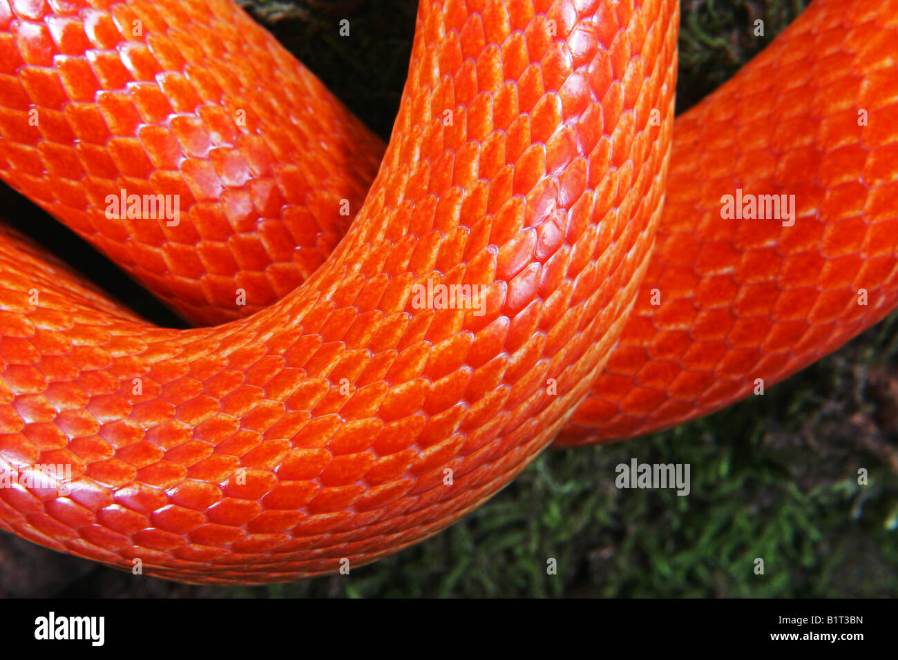 corn snake / Pantherophis guttatus Stock Photo Alamy