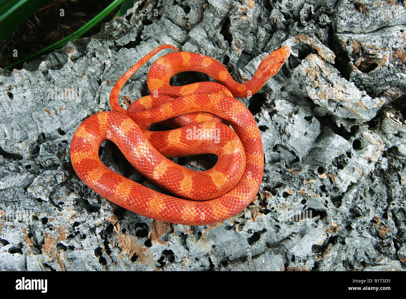 Albino blood red corn snake hires stock photography and images Alamy