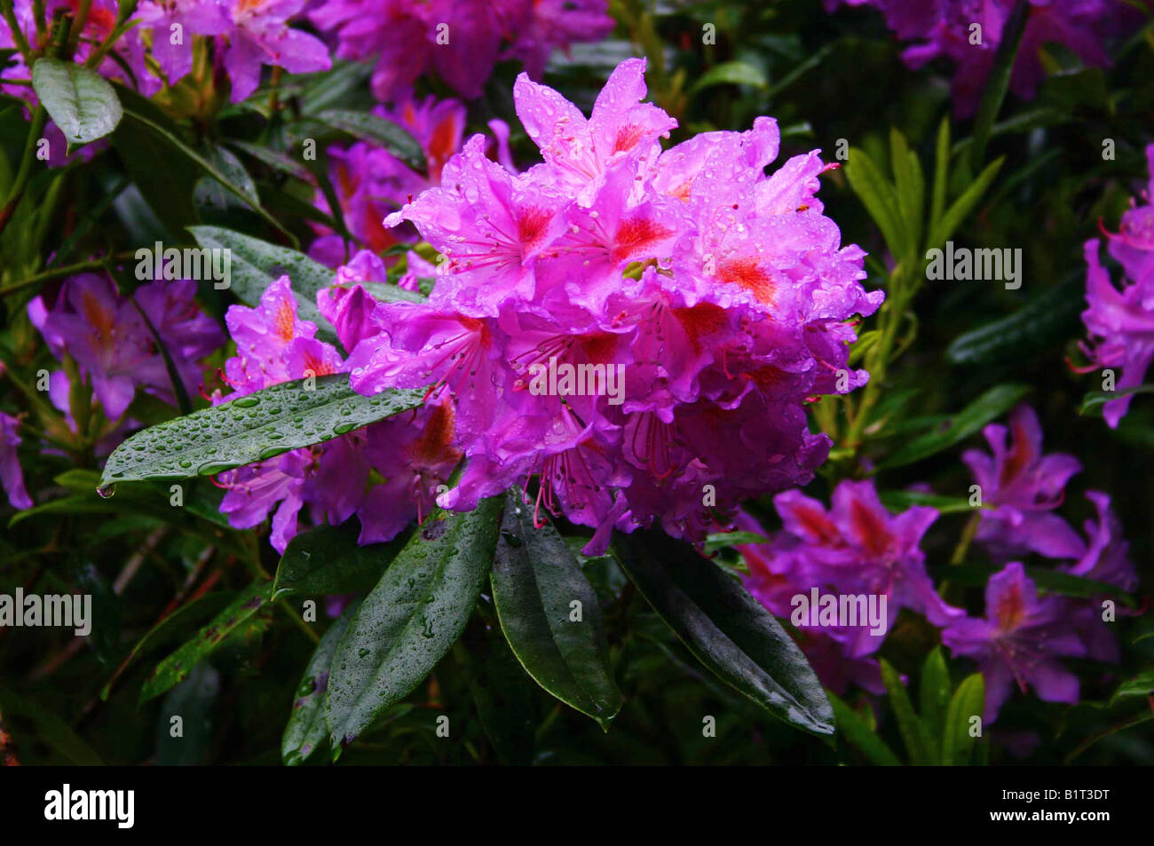 beautiful pink purple Rhododendron in full bloom Stock Photo