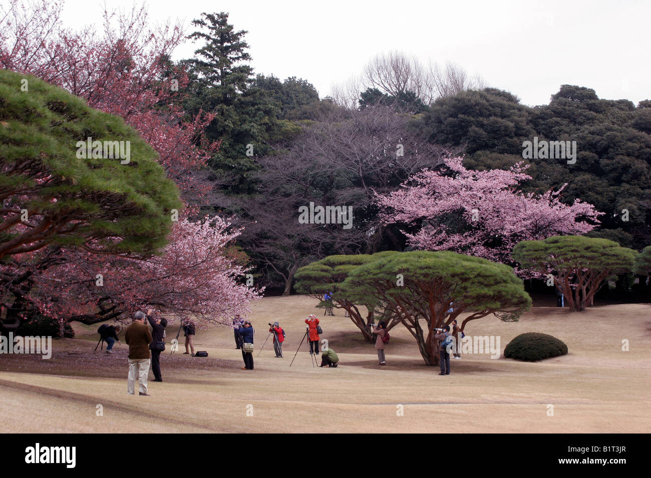 Tokyo shinjuku gyoen hi-res stock photography and images - Alamy