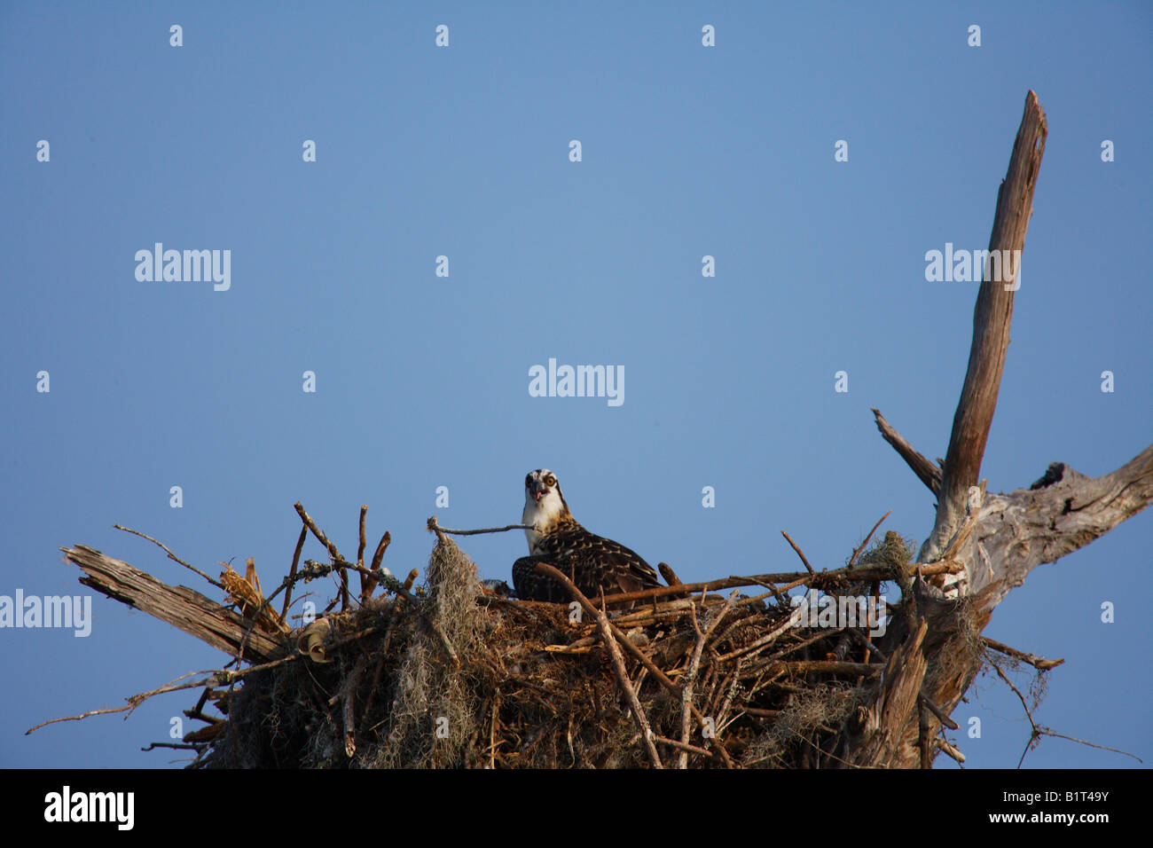Two osprey chicks sit on their nest high atop a cypress snag located on