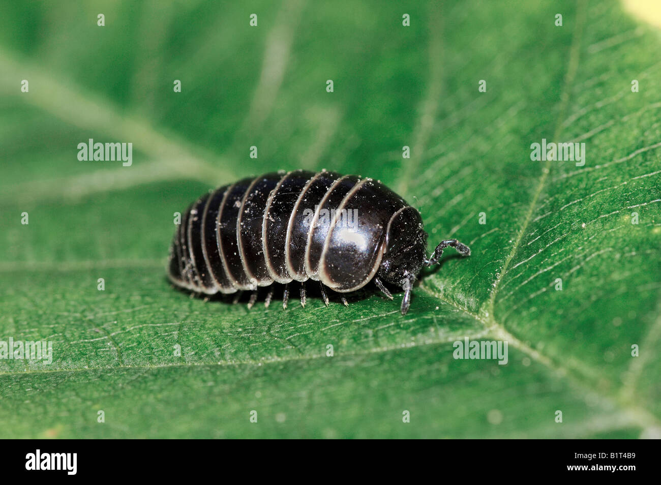 pill millipede on leaf Stock Photo