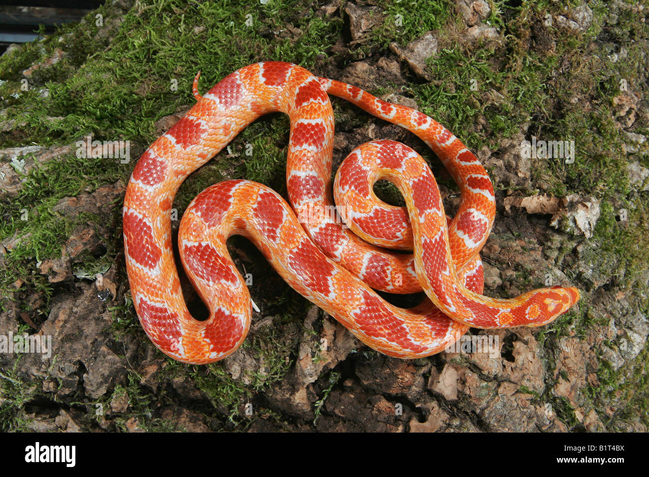 amber motley corn snake