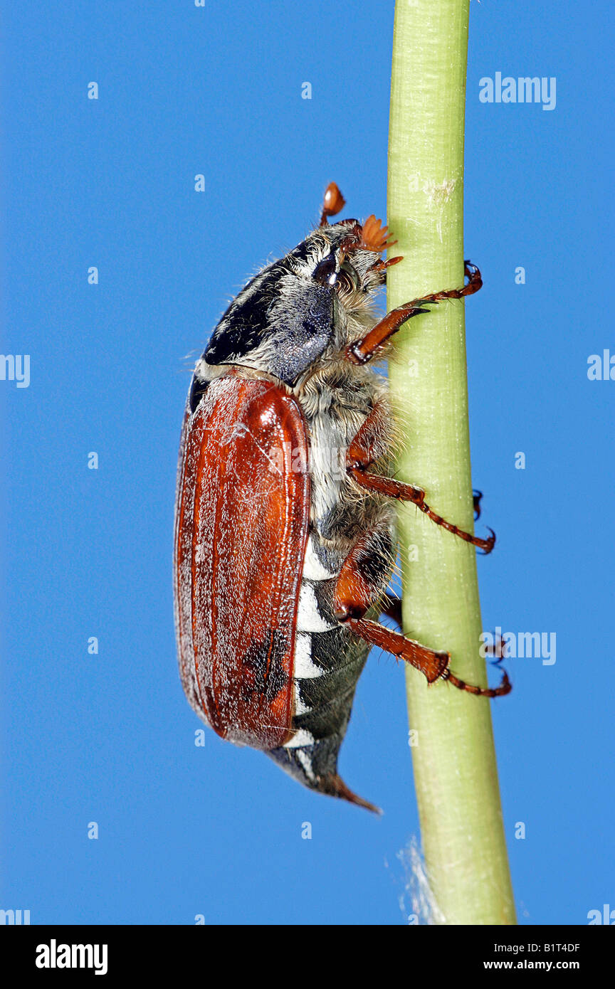 common cockchafer / Melolontha melolontha Stock Photo