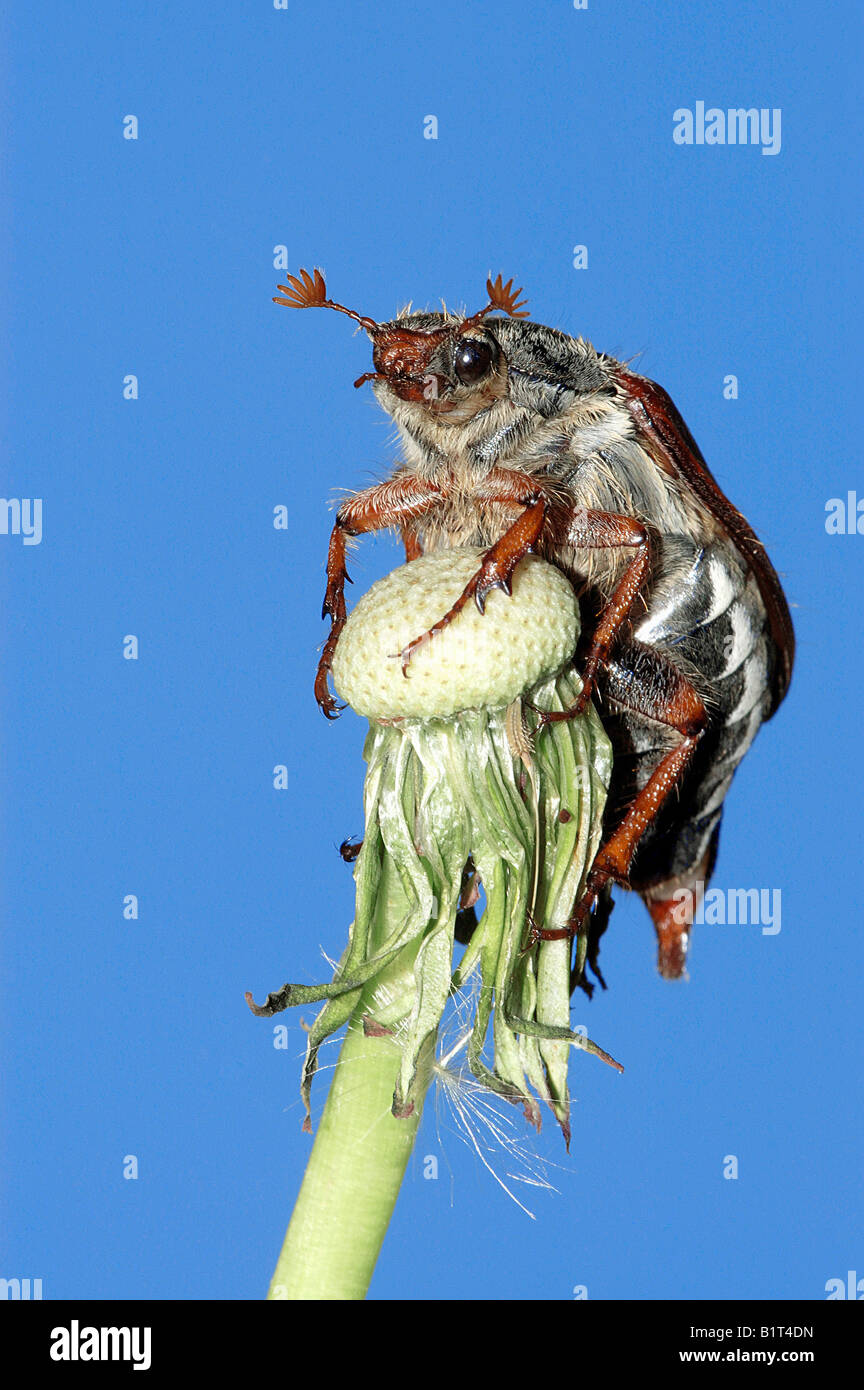 common cockchafer / Melolontha melolontha Stock Photo Alamy