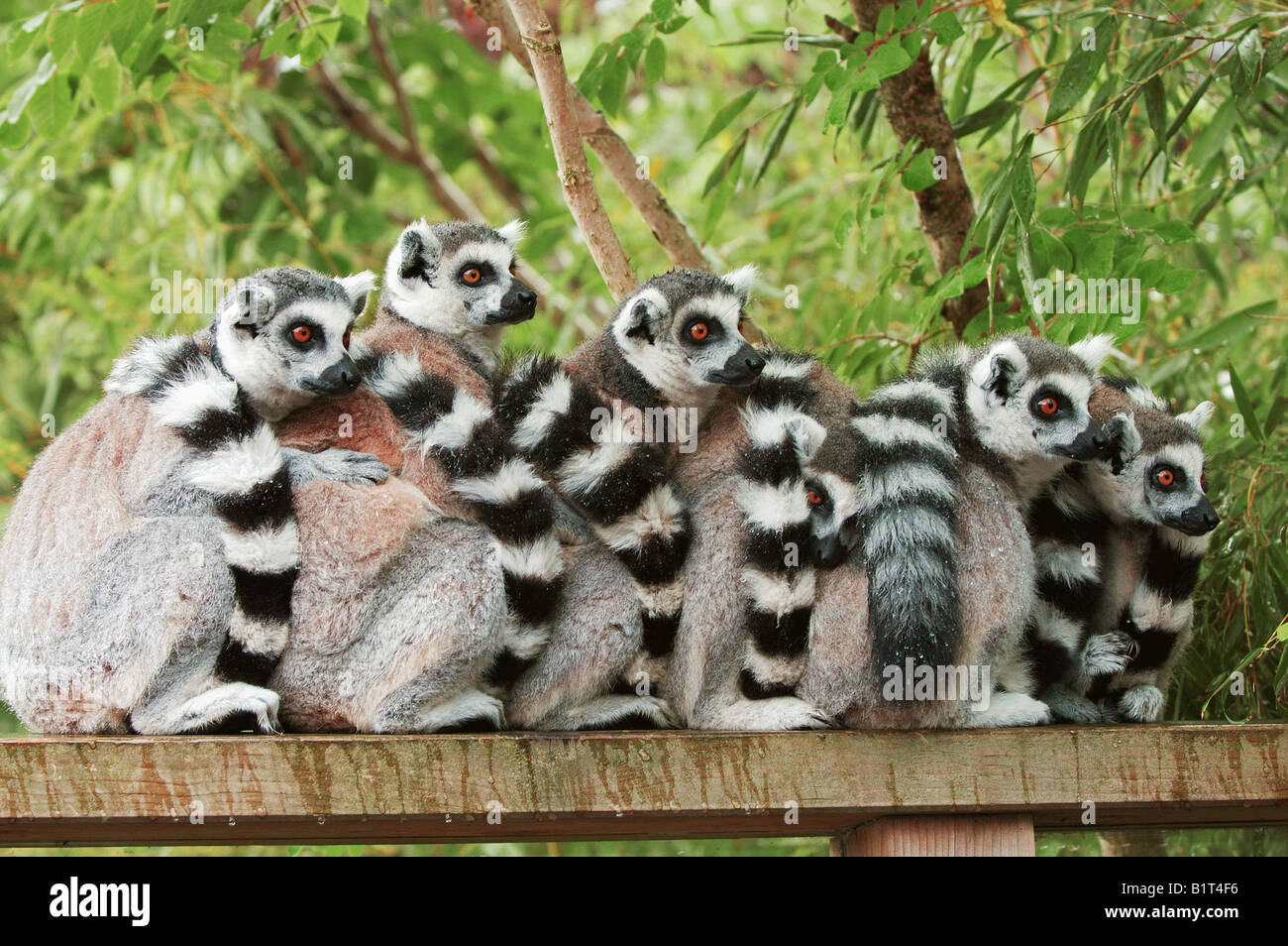 Ring-tailed Lemurs - sitting / Lemur catta Stock Photo
