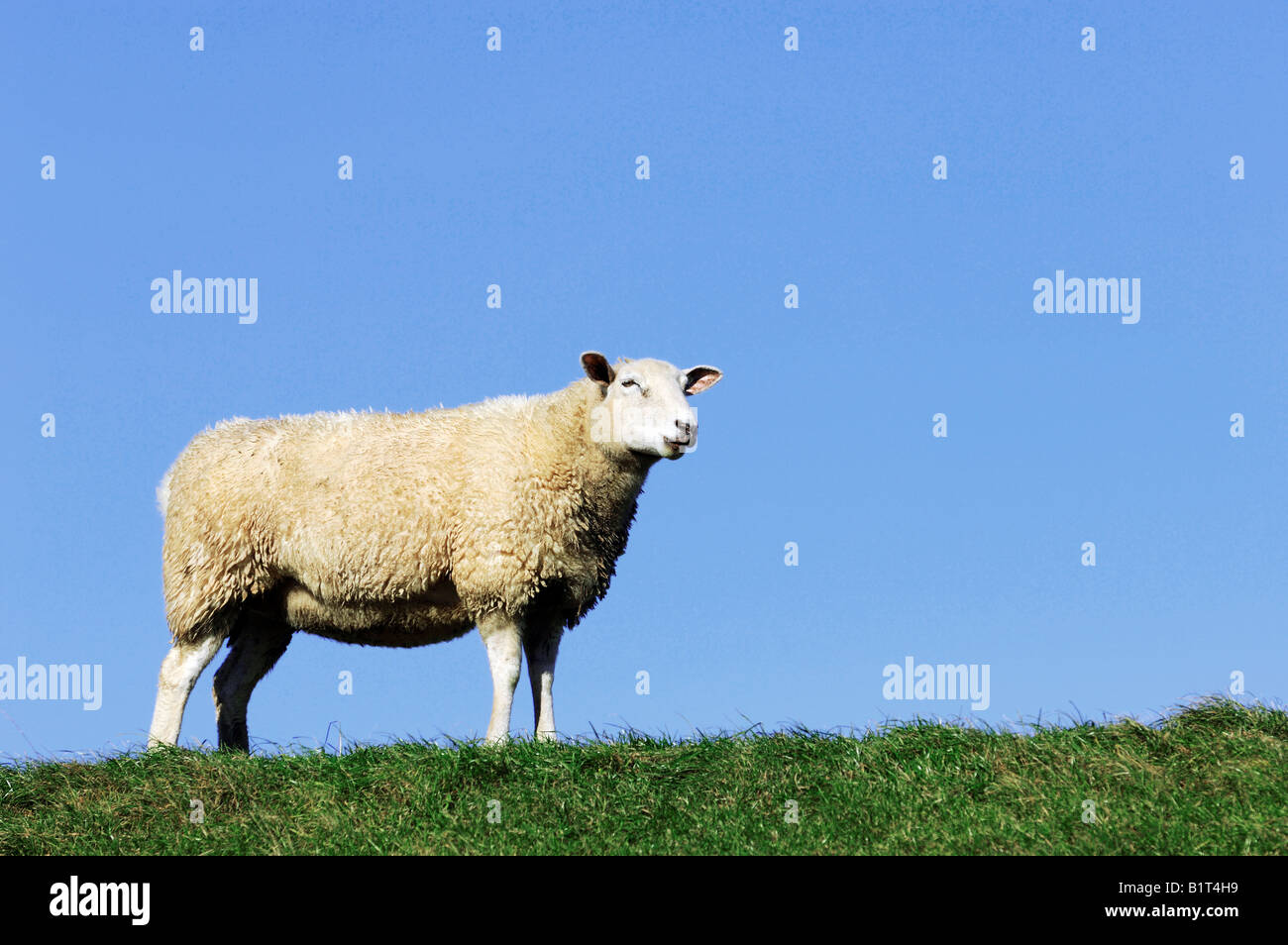 sheep - standing on meadow Stock Photo - Alamy