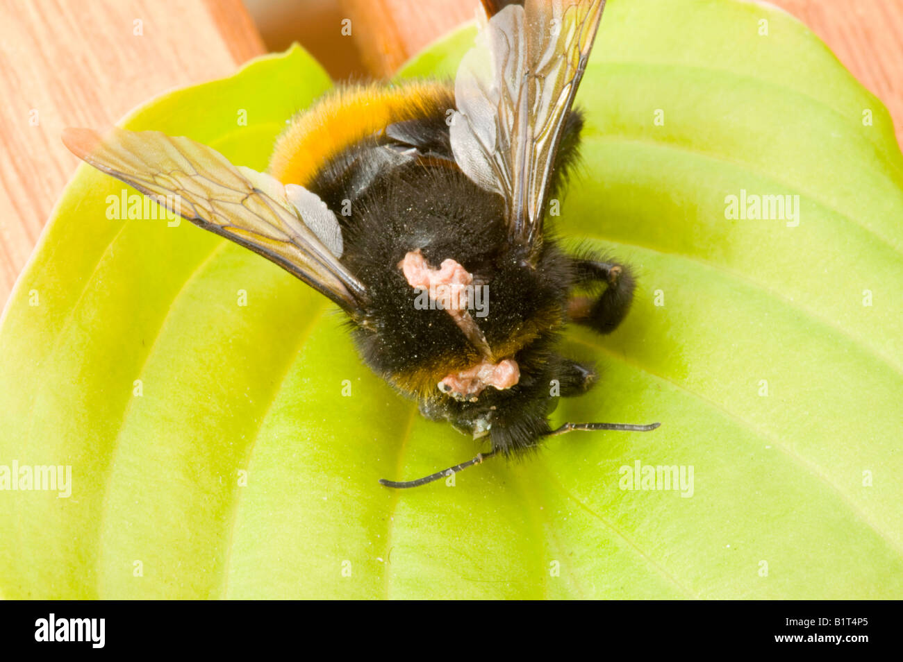 A Bumblebee killed by a Conopid fly The flies ambush the Bees on their food plants Stock Photo