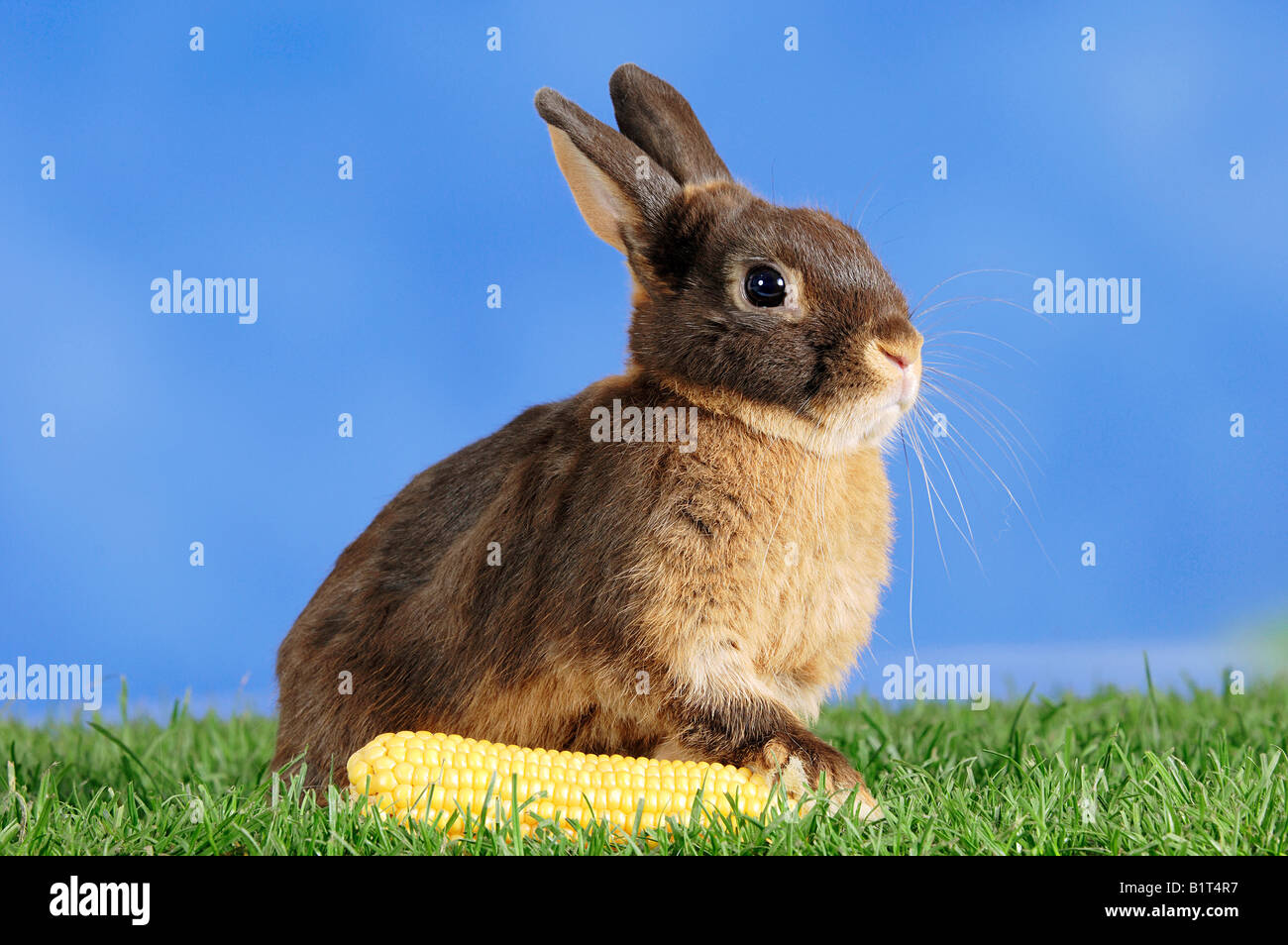 dwarf rabbit (tan) on meadow Stock Photo Alamy