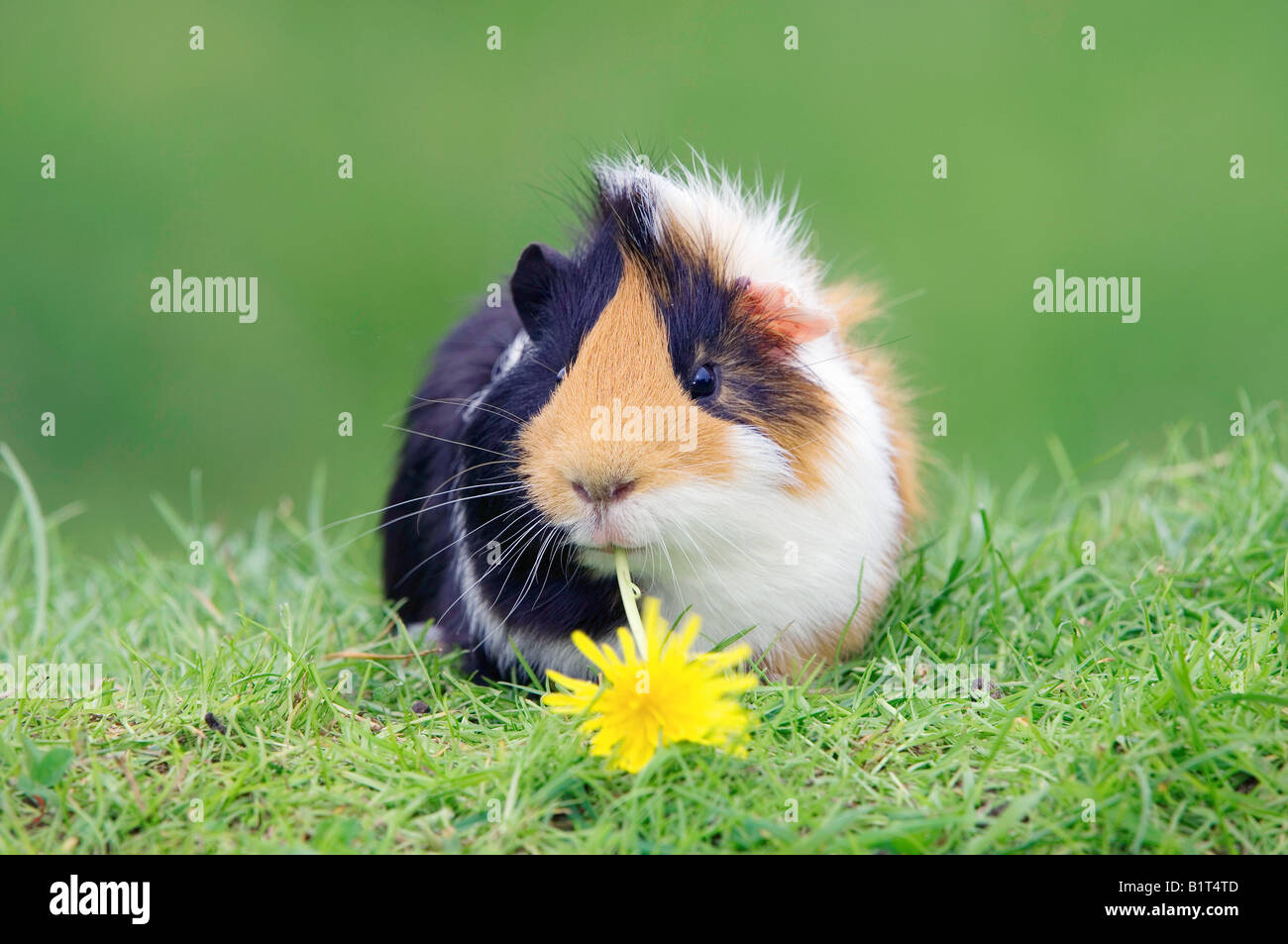 Domestic guinea pig on meadow, eating a Dandelion flower Stock Photo