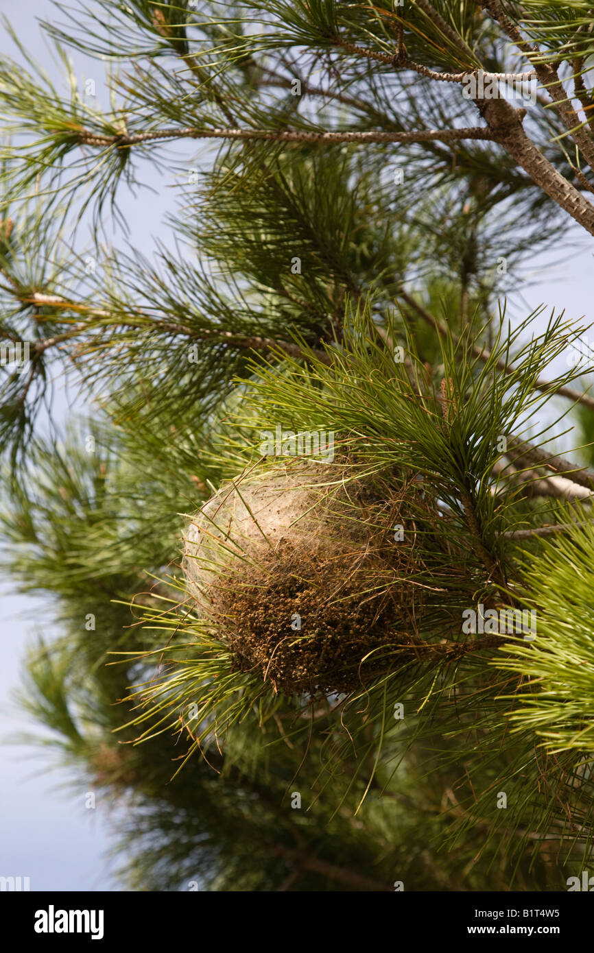 shelter or nest of the Pine processionary caterpillar Thaumetopoea Pityocampo Stock Photo
