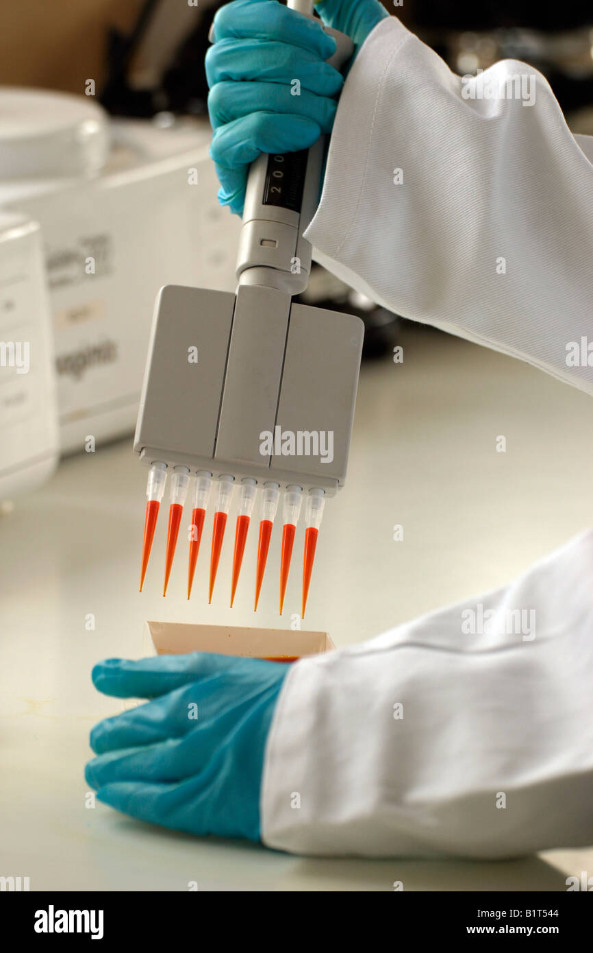A multichannel pipette is used to dispense samples into a 96 well