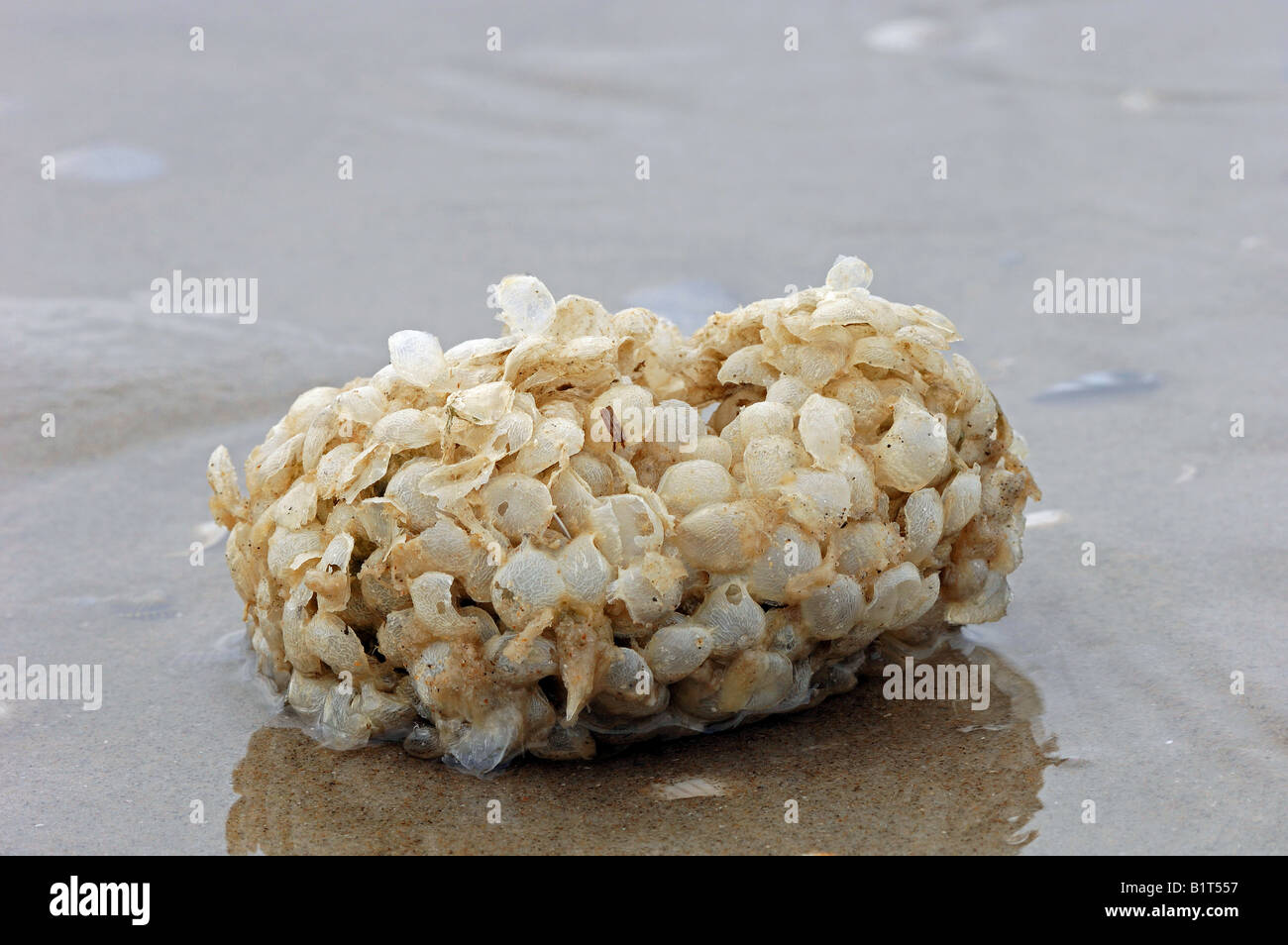 Egg cases of Common Whelk (Buccinum undatum), washed ashore Stock Photo