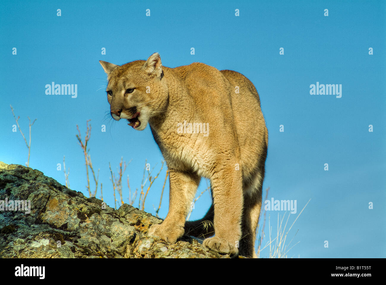 Kalispell mt hi-res stock photography and images - Alamy