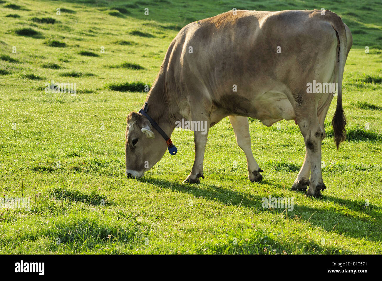 Jersey cow grazing at dawn Stock Photo