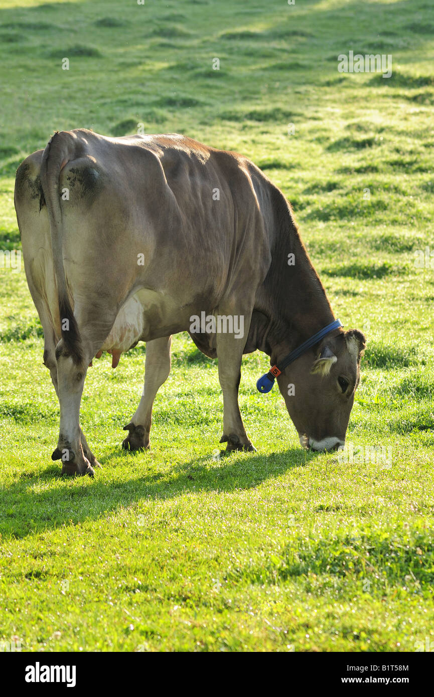 Cow grazing at dawn Stock Photo