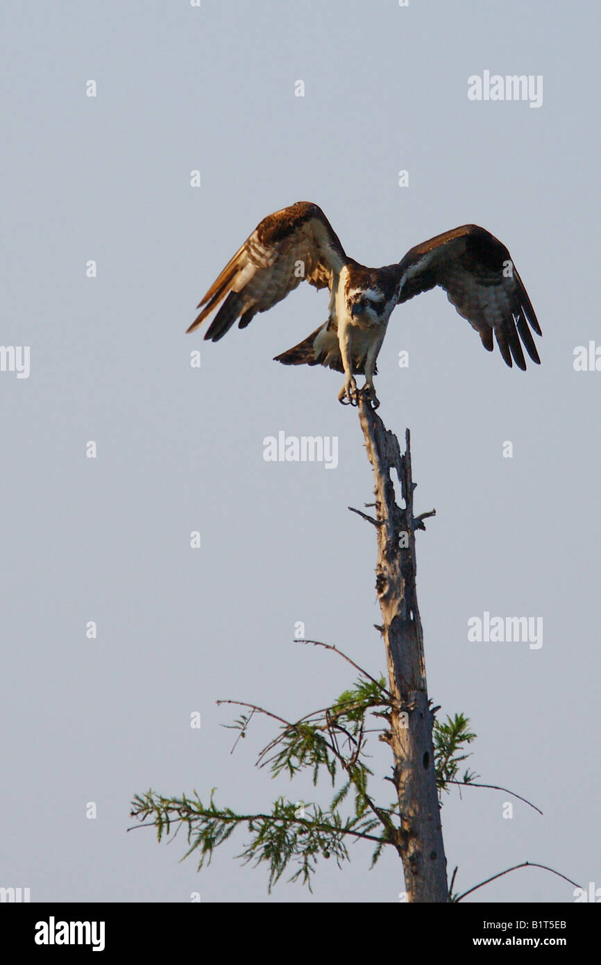 Osprey flying over water hi-res stock photography and images - Alamy