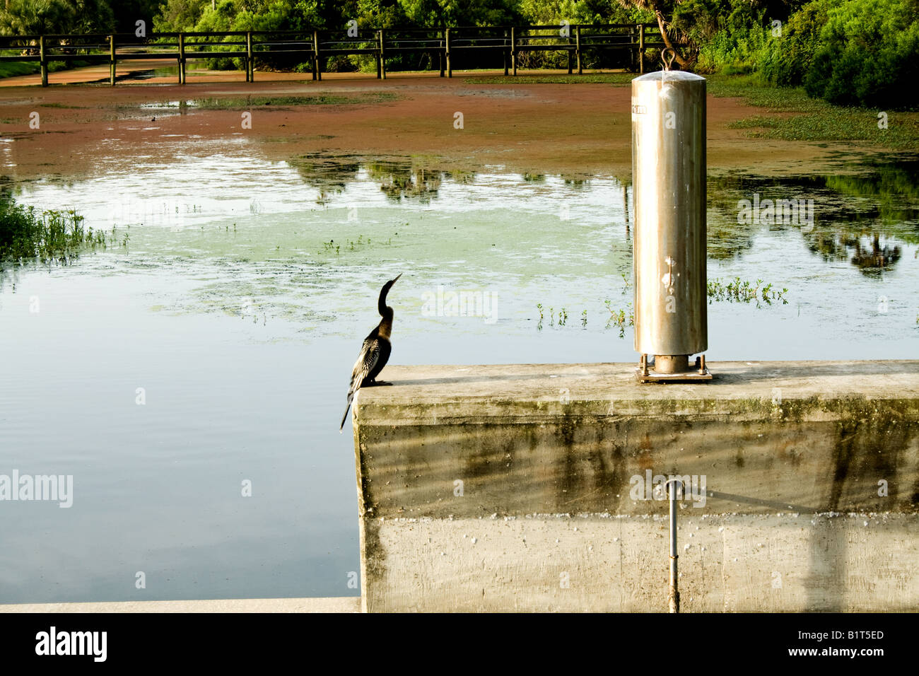 Sea bird looking up at a crane feather atop a cylindrical metal post next to a lake in Ponte Vedra Beach, Florida Stock Photo