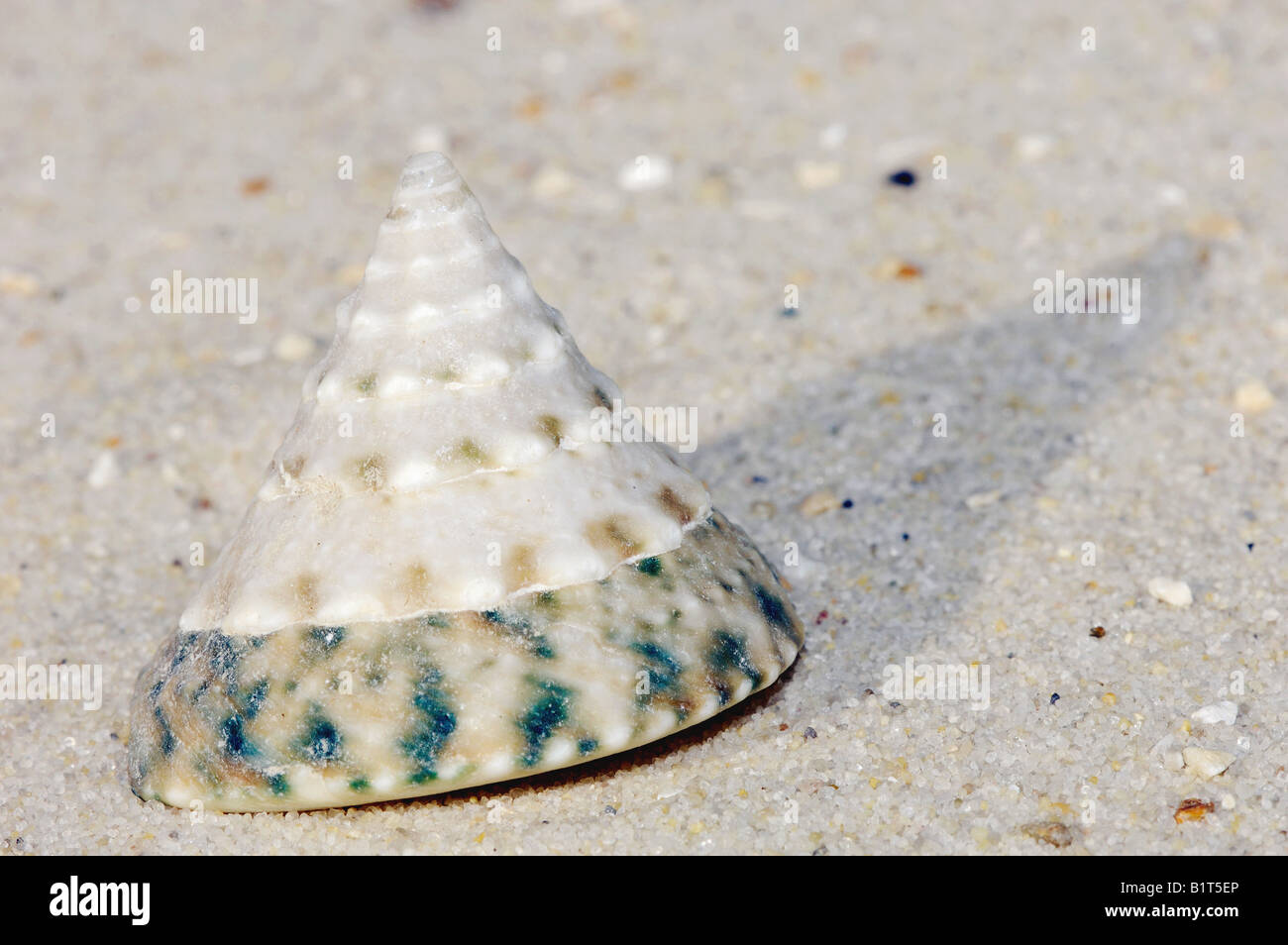 top snail - snail shell Stock Photo