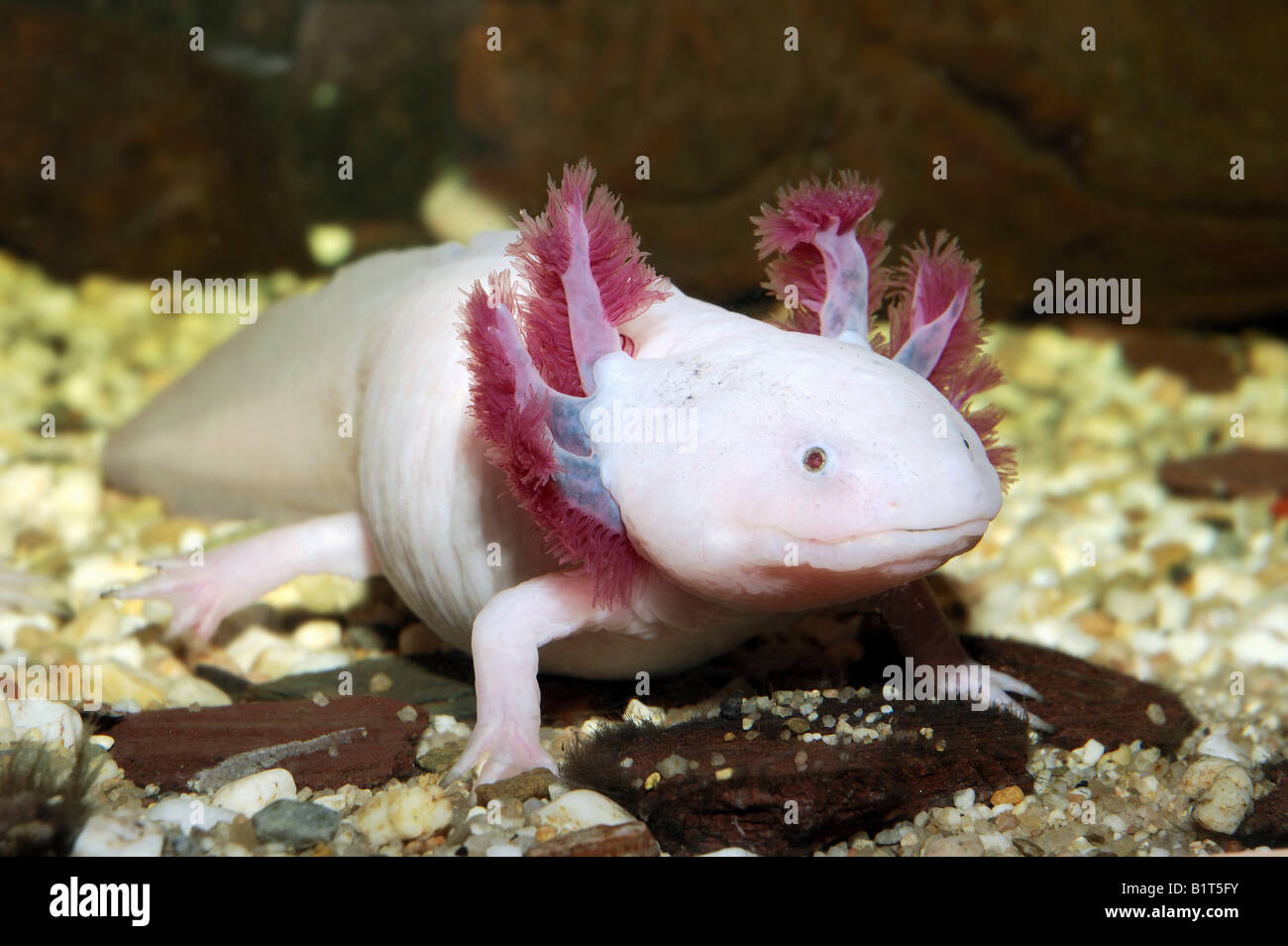Axolotl (Ambystoma mexicanum) under water Stock Photo